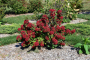 CARDINAL CANDY VIBURNUM 5 GALLON