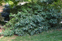 VIBURNUM, ALLEGHENY #3