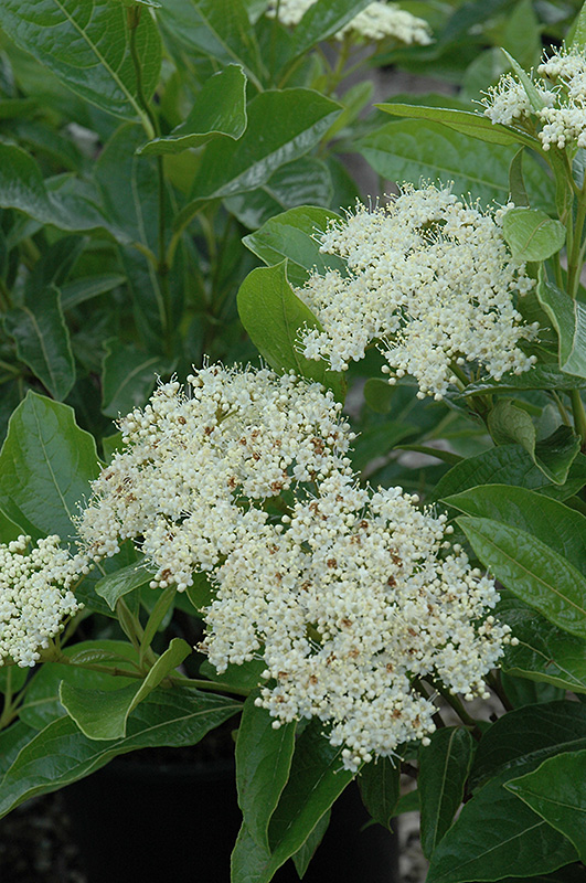BRANDY WINE VIBURNUM 2 GALLON