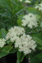 BRANDY WINE VIBURNUM 5 GALLON
