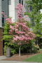 CHEROKEE BRAVE DOGWOOD 7 GALLON