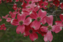 CHEROKEE CHIEF DOGWOOD 7 GALLON