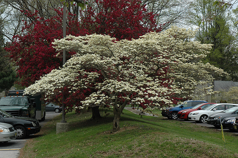 CLOUD NINE DOGWOOD 10 GALLON
