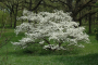 CHEROKEE PRINCESS DOGWOOD 7 GALLON
