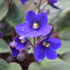 AFRICAN VIOLET