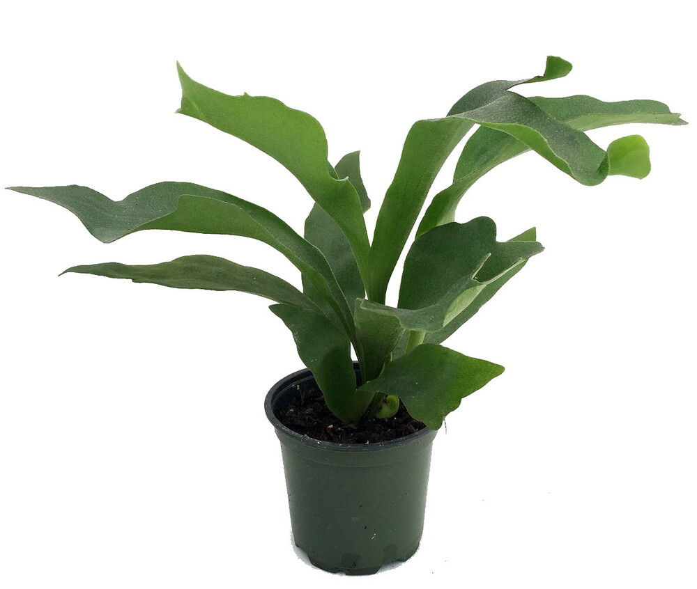 Staghorn Fern