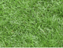 ZOYSIA SOD 20" X 40" 5.5 SQ FT