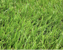 SOD FESCUE 5.5 SQ. FT. 20" X40"