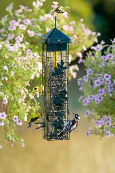 Brome Squirrel Solution 200 Wild Bird Feeder