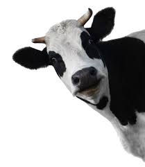 COW MANURE ORGANIC
