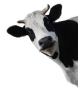 COW MANURE ORGANIC