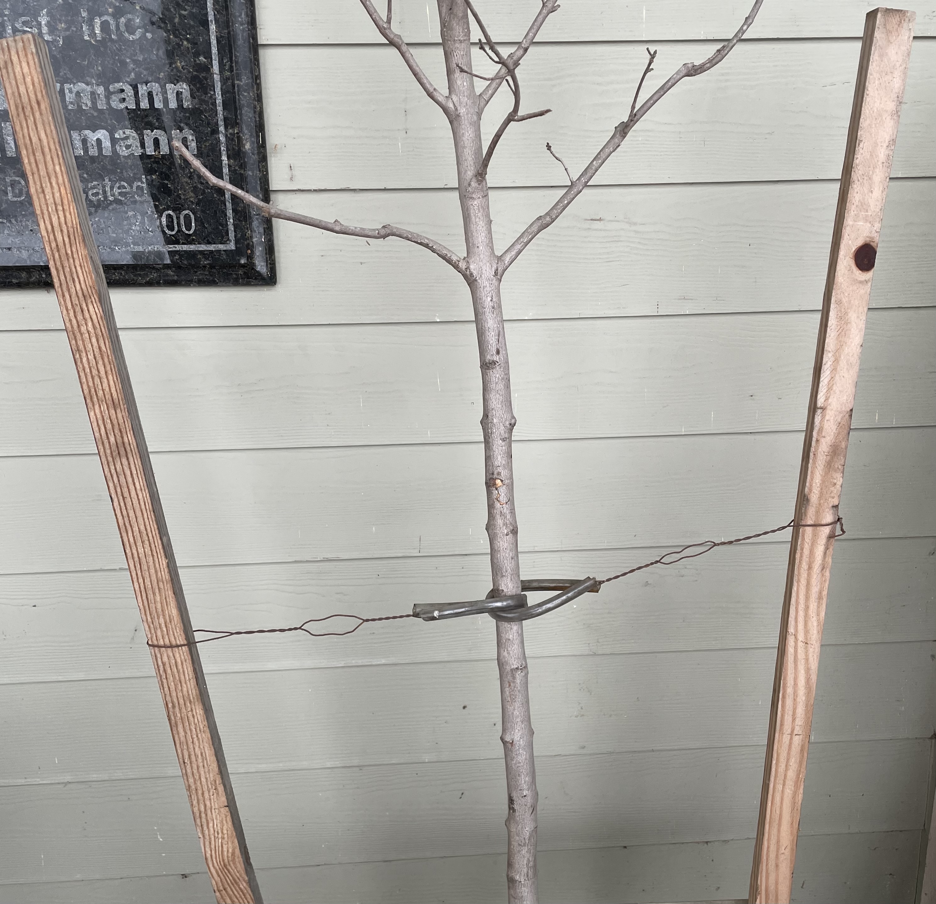 TREE STAKE KIT/ TREE WRAP
