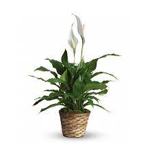 ELEGANT PEACE LILY