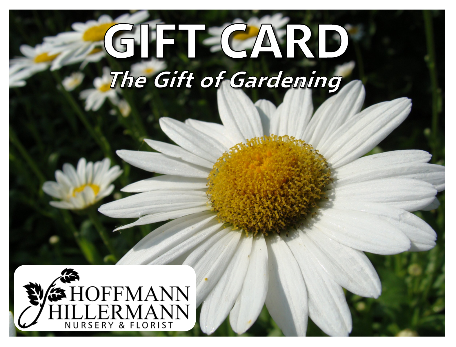 In-Store Gift Card