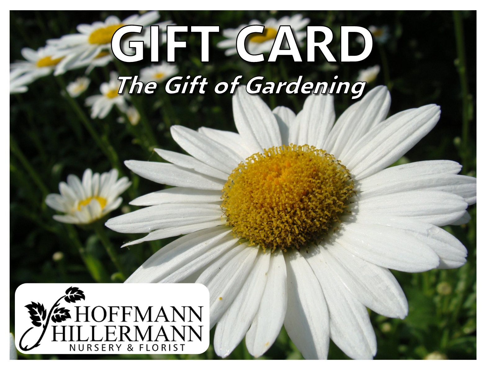 Gift Cards & Gifts