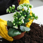 Houseplant Hands-On Educational Class - April 20th, 2024