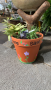 Painted Herb Garden - April 26th, 2025