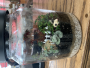 Gallon Jar Terrarium - June 7th, 2025