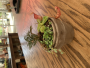 Self Watering Bog Garden - June 14th, 2025