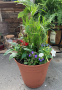 Independence Planter - June 28th, 2025