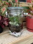 Closed Terrarium - July 12th, 2025