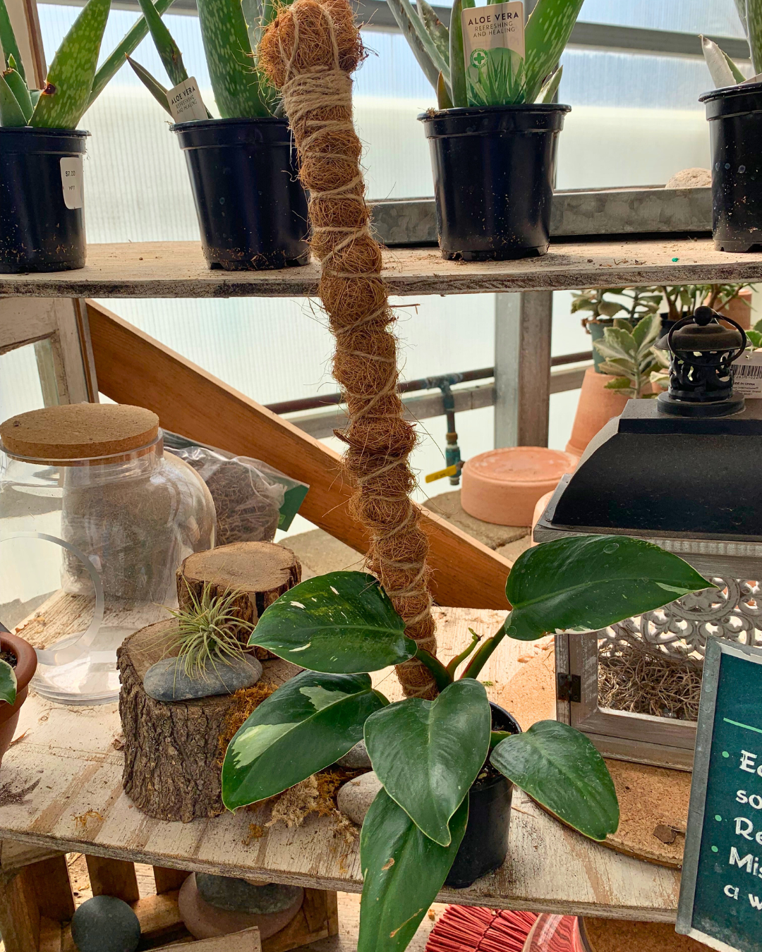 DIY Moss Pole & Plant - August 23rd, 2025