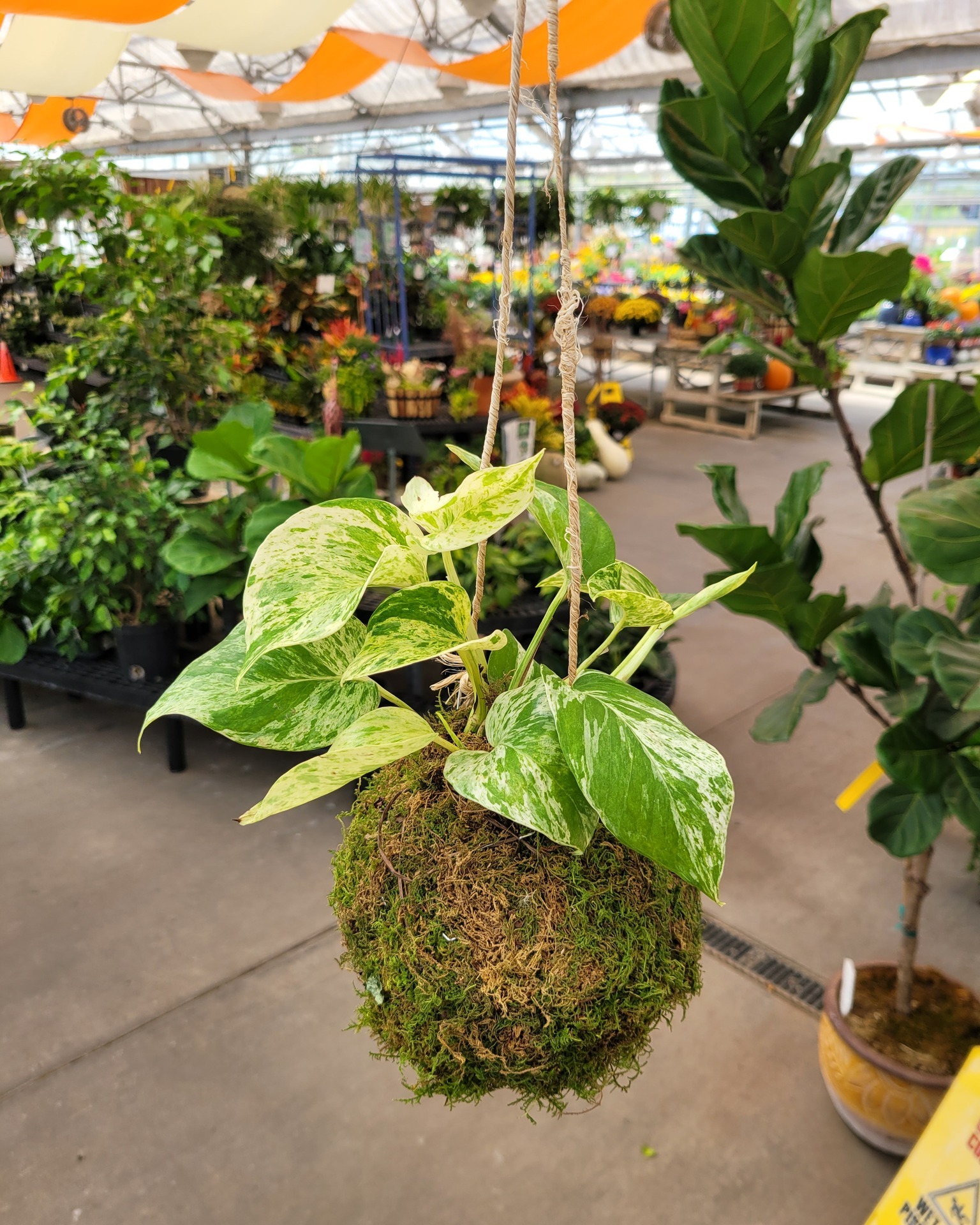 Kokedama - August 30th, 2025
