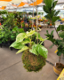 Kokedama - August 30th, 2025