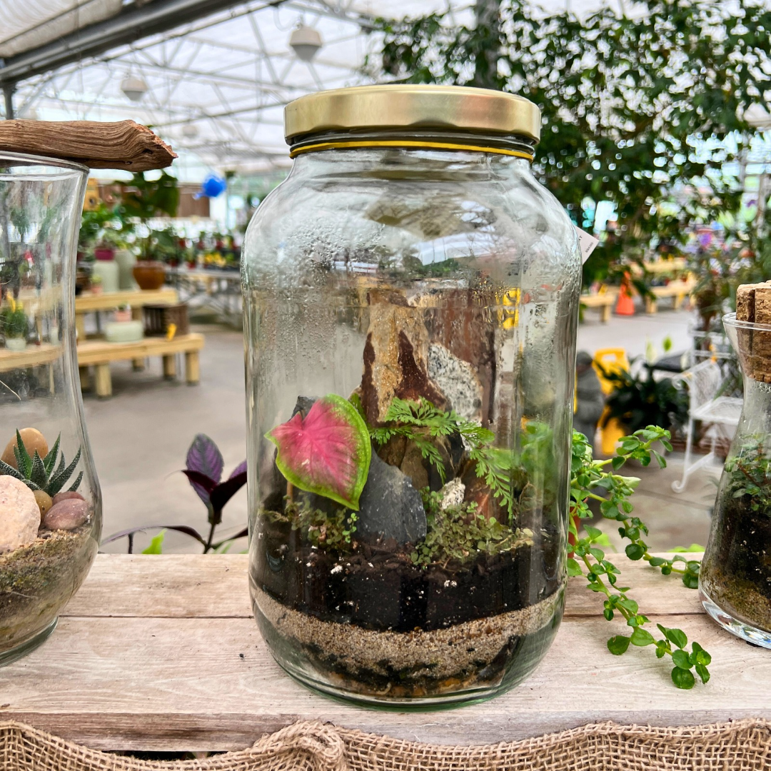 Gallon Jar Terrarium - August 2nd, 2025