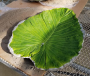 CONCRETE LEAF CLASS -  September 27 (Sat.)