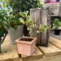 Beginning with Bonsai - October 4th, 2025