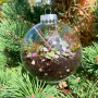 Terrarium Ornament - December 6th(11:30AM)