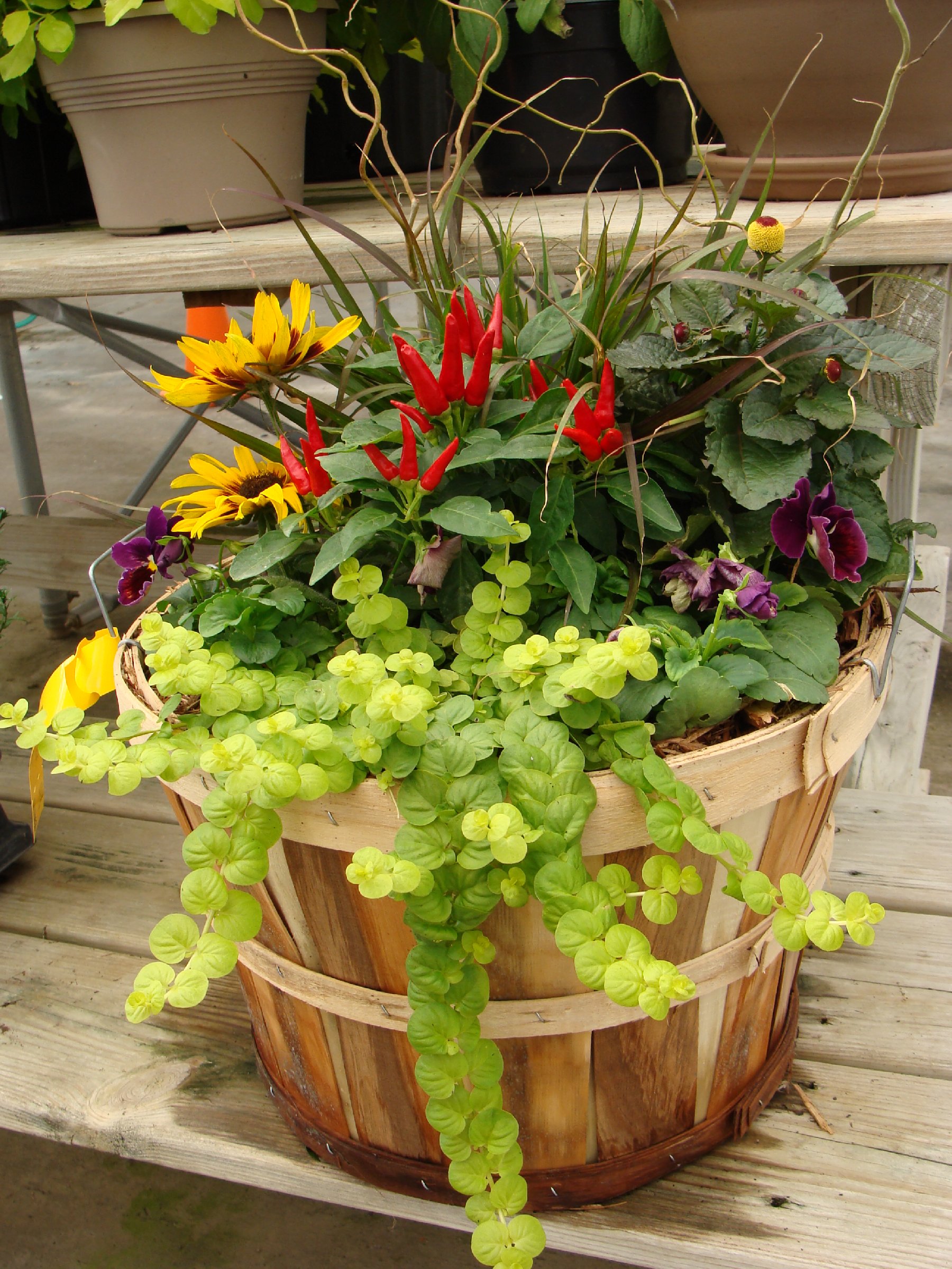 August 29 (Sat): Fall Porch Pot � (11:00 am)