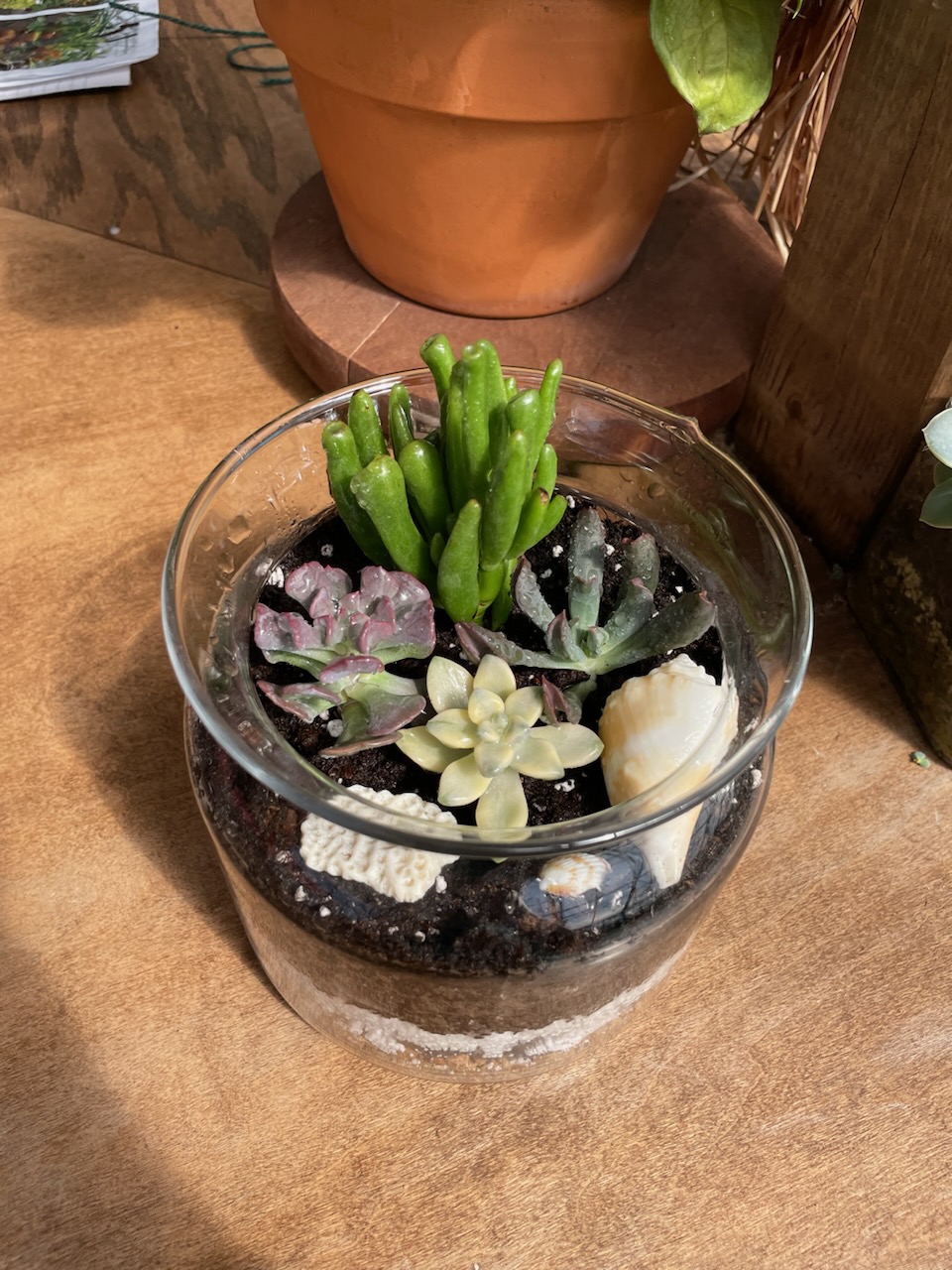 September 12 (Sat): Open Terrarium - (11:00 am)